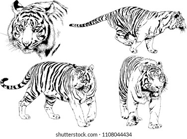 vector drawings sketches different predator , tigers lions cheetahs and leopards are drawn in ink by hand , objects with no background

