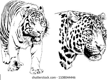 vector drawings sketches different predator , tigers lions cheetahs and leopards are drawn in ink by hand , objects with no background
