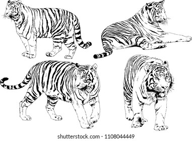 vector drawings sketches different predator , tigers lions cheetahs and leopards are drawn in ink by hand , objects with no background
