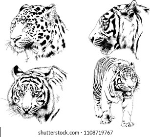 vector drawings sketches different predator , tigers lions cheetahs and leopards are drawn in ink by hand , objects with no background
