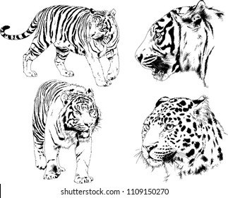 vector drawings sketches different predator , tigers lions cheetahs and leopards are drawn in ink by hand , objects with no background
