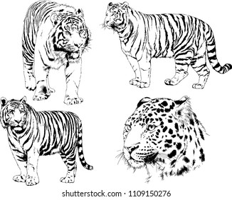 vector drawings sketches different predator , tigers lions cheetahs and leopards are drawn in ink by hand , objects with no background
