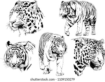 vector drawings sketches different predator , tigers lions cheetahs and leopards are drawn in ink by hand , objects with no background

