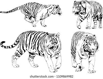 vector drawings sketches different predator , tigers lions cheetahs and leopards are drawn in ink by hand , objects with no background
