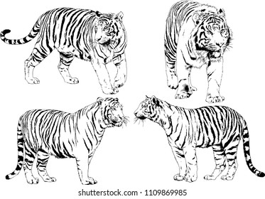 vector drawings sketches different predator , tigers lions cheetahs and leopards are drawn in ink by hand , objects with no background
