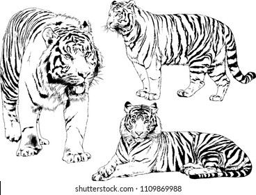 vector drawings sketches different predator , tigers lions cheetahs and leopards are drawn in ink by hand , objects with no background
