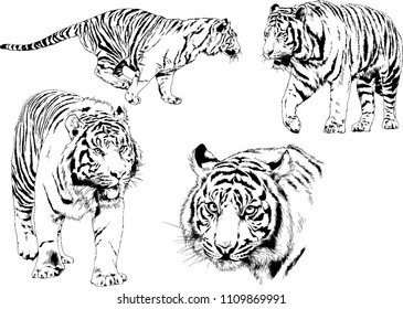 vector drawings sketches different predator , tigers lions cheetahs and leopards are drawn in ink by hand , objects with no background
