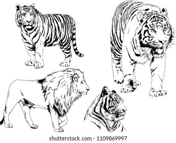 vector drawings sketches different predator , tigers lions cheetahs and leopards are drawn in ink by hand , objects with no background
