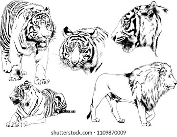 vector drawings sketches different predator , tigers lions cheetahs and leopards are drawn in ink by hand , objects with no background
