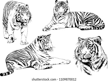 vector drawings sketches different predator , tigers lions cheetahs and leopards are drawn in ink by hand , objects with no background
