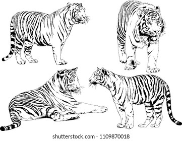 vector drawings sketches different predator , tigers lions cheetahs and leopards are drawn in ink by hand , objects with no background
