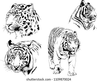 vector drawings sketches different predator , tigers lions cheetahs and leopards are drawn in ink by hand , objects with no background
