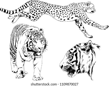 vector drawings sketches different predator , tigers lions cheetahs and leopards are drawn in ink by hand , objects with no background
