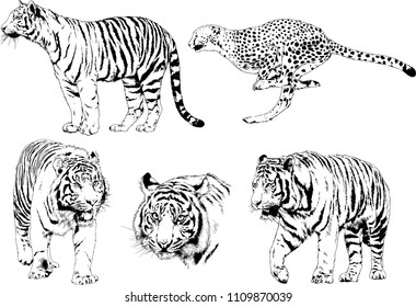 vector drawings sketches different predator , tigers lions cheetahs and leopards are drawn in ink by hand , objects with no background
