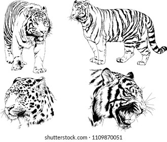 vector drawings sketches different predator , tigers lions cheetahs and leopards are drawn in ink by hand , objects with no background
