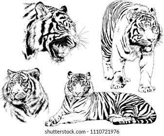 vector drawings sketches different predator , tigers lions cheetahs and leopards are drawn in ink by hand , objects with no background

