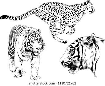 vector drawings sketches different predator , tigers lions cheetahs and leopards are drawn in ink by hand , objects with no background

