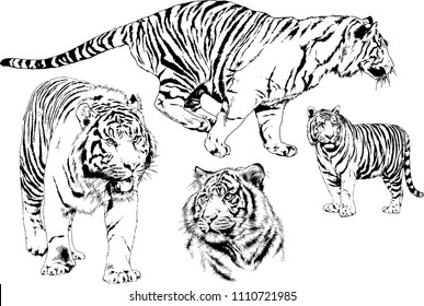 vector drawings sketches different predator , tigers lions cheetahs and leopards are drawn in ink by hand , objects with no background
