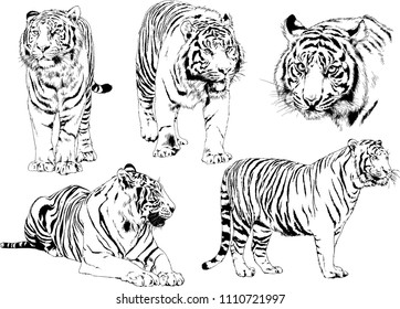 vector drawings sketches different predator , tigers lions cheetahs and leopards are drawn in ink by hand , objects with no background
