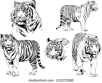 vector drawings sketches different predator , tigers lions cheetahs and leopards are drawn in ink by hand , objects with no background
