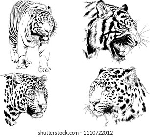 vector drawings sketches different predator , tigers lions cheetahs and leopards are drawn in ink by hand , objects with no background
