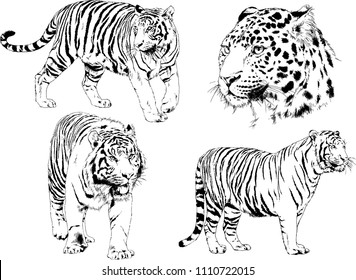 vector drawings sketches different predator , tigers lions cheetahs and leopards are drawn in ink by hand , objects with no background
