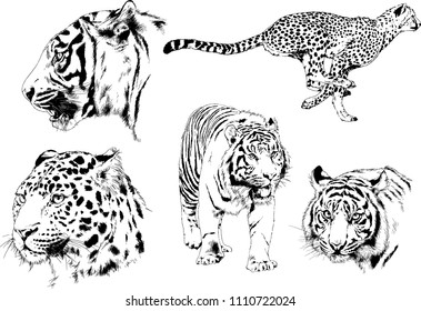 vector drawings sketches different predator , tigers lions cheetahs and leopards are drawn in ink by hand , objects with no background

