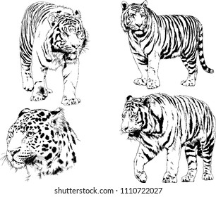 vector drawings sketches different predator , tigers lions cheetahs and leopards are drawn in ink by hand , objects with no background
