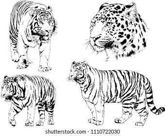 vector drawings sketches different predator , tigers lions cheetahs and leopards are drawn in ink by hand , objects with no background
