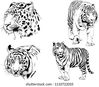 vector drawings sketches different predator , tigers lions cheetahs and leopards are drawn in ink by hand , objects with no background
