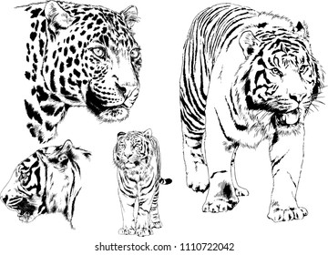 vector drawings sketches different predator , tigers lions cheetahs and leopards are drawn in ink by hand , objects with no background
