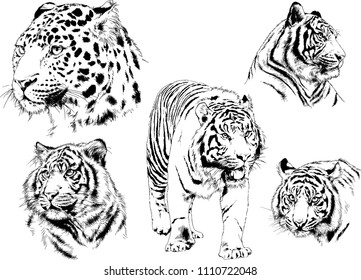 vector drawings sketches different predator , tigers lions cheetahs and leopards are drawn in ink by hand , objects with no background
