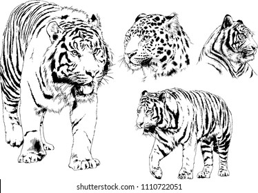 vector drawings sketches different predator , tigers lions cheetahs and leopards are drawn in ink by hand , objects with no background
