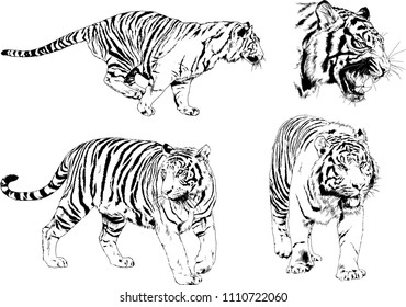 vector drawings sketches different predator , tigers lions cheetahs and leopards are drawn in ink by hand , objects with no background
