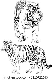 vector drawings sketches different predator , tigers lions cheetahs and leopards are drawn in ink by hand , objects with no background
