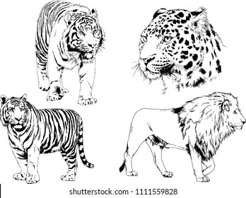 vector drawings sketches different predator, tigers lions cheetahs and leopards are drawn in ink by hand, objects isolated with no background