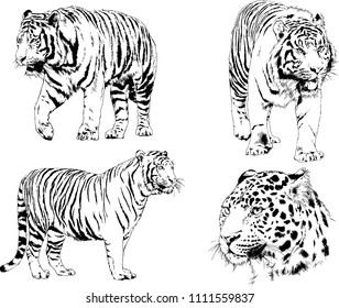 vector drawings sketches different predator , tigers lions cheetahs and leopards are drawn in ink by hand , objects with no background
