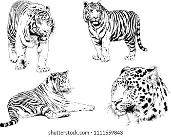 vector drawings sketches different predator , tigers lions cheetahs and leopards are drawn in ink by hand , objects with no background
