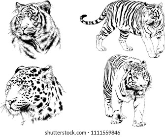 vector drawings sketches different predator , tigers lions cheetahs and leopards are drawn in ink by hand , objects with no background

