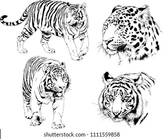 vector drawings sketches different predator , tigers lions cheetahs and leopards are drawn in ink by hand , objects with no background
