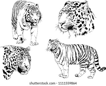 vector drawings sketches different predator, tigers lions cheetahs and leopards are drawn in ink by hand, objects isolated with no background