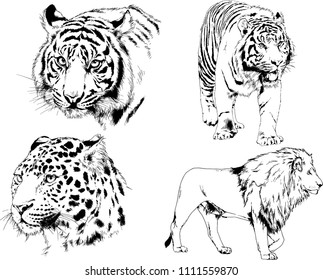 vector drawings sketches different predator , tigers lions cheetahs and leopards are drawn in ink by hand , objects with no background
