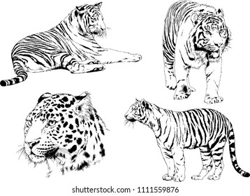 vector drawings sketches different predator, tigers lions cheetahs and leopards are drawn in ink by hand, objects isolated with no background