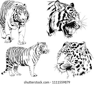 vector drawings sketches different predator, tigers lions cheetahs and leopards are drawn in ink by hand, objects isolated with no background