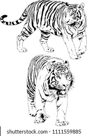 vector drawings sketches different predator , tigers lions cheetahs and leopards are drawn in ink by hand , objects with no background

