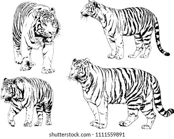 vector drawings sketches different predator , tigers lions cheetahs and leopards are drawn in ink by hand , objects with no background
