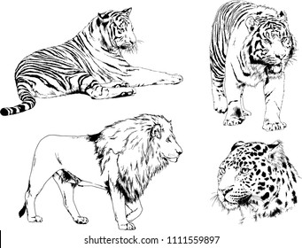 vector drawings sketches different predator , tigers lions cheetahs and leopards are drawn in ink by hand , objects with no background
