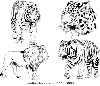 vector drawings sketches different predator, tigers lions cheetahs and leopards are drawn in ink by hand, objects isolated with no background
