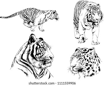 vector drawings sketches different predator , tigers lions cheetahs and leopards are drawn in ink by hand , objects with no background
