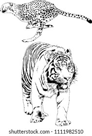 vector drawings sketches different predator , tigers lions cheetahs and leopards are drawn in ink by hand , objects with no background
